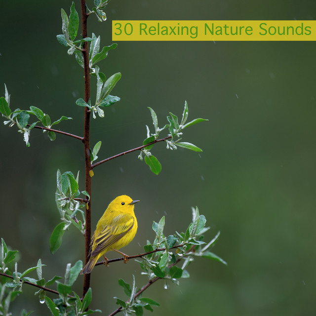 30 Relaxing Nature Sounds cover art