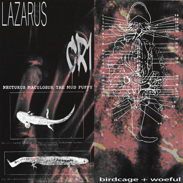 LAZARUS cover art