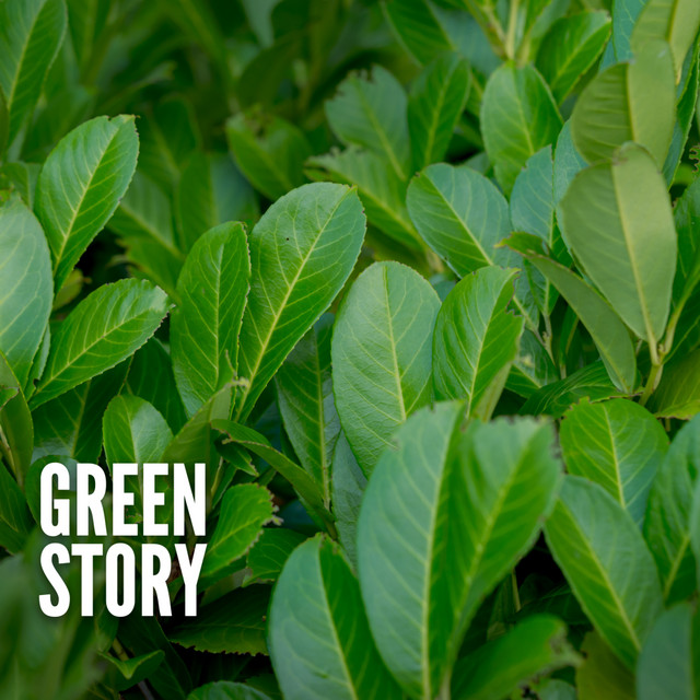 Green Story cover art