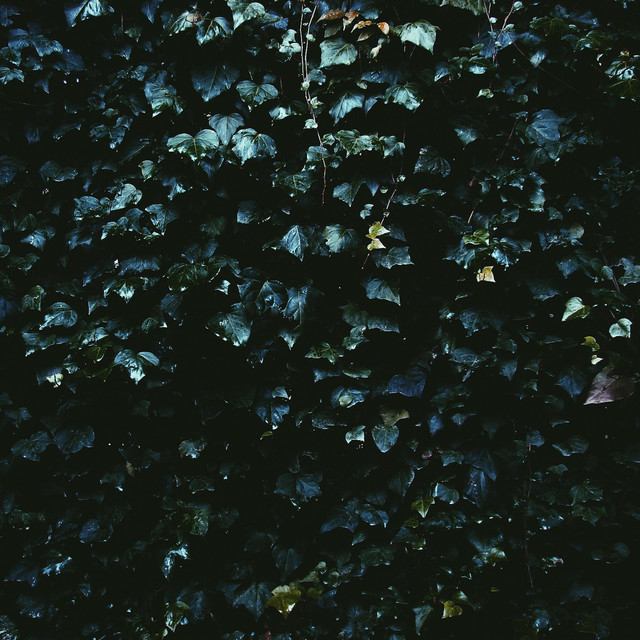 Vine cover art