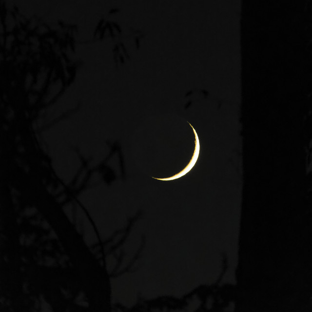 Crescent cover art