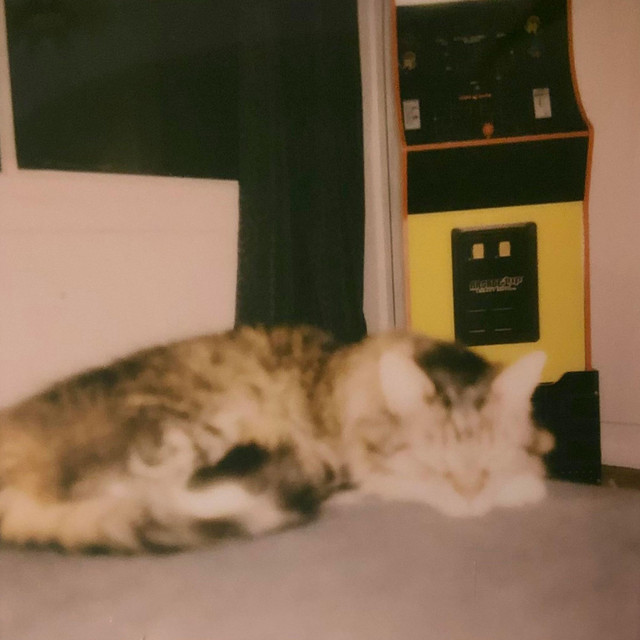 goodnight sleepy cat cover art