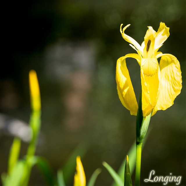 Relaxing Ambiance - Longing