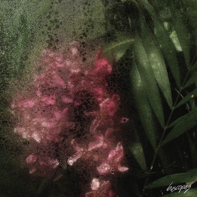 Birdsongs cover art