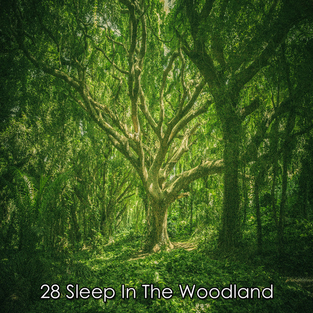 28 Sleep In The Woodland - Album by Nature Sounds Nature Music | Spotify