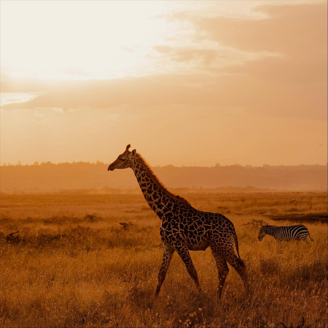 Обкладинка: Call of the Wild Plains — Vens Adams