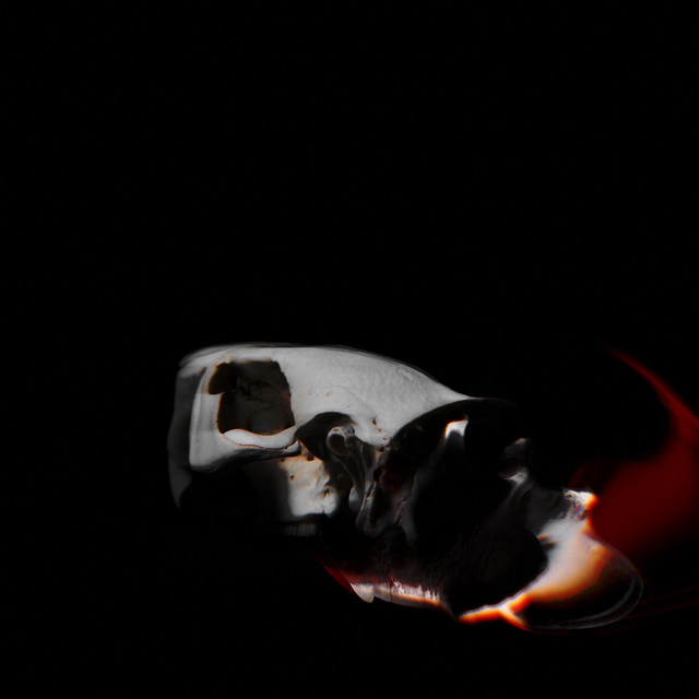 Skull (single)