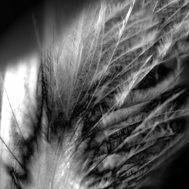 Screaming Caress cover art
