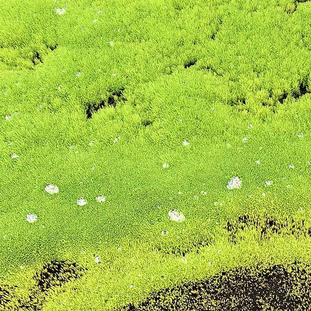 Lumino Pleco cover art