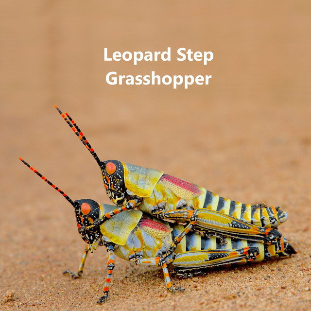 Grasshopper cover art