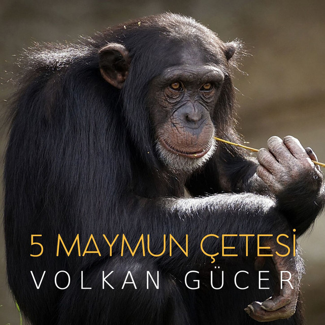 5 Maymun Cetesi (Original Motion Picture Soundtrack) cover