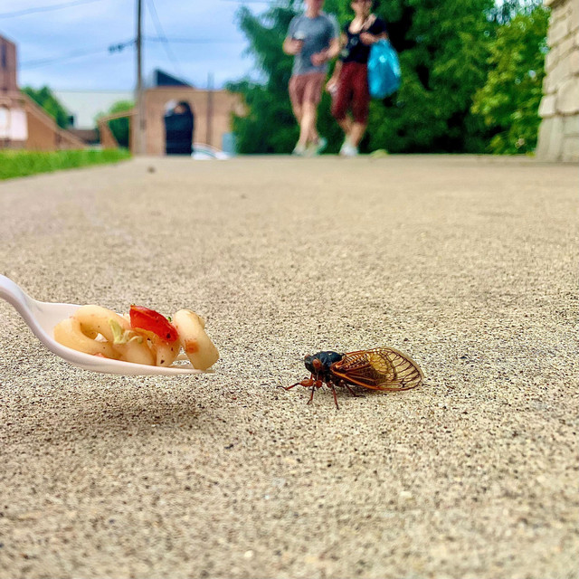 Cicada