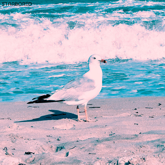 Gull cover art