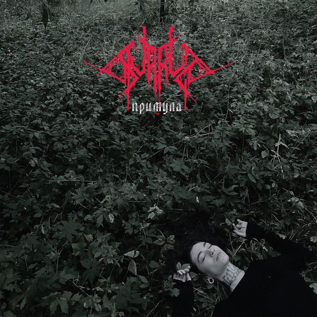 примула cover