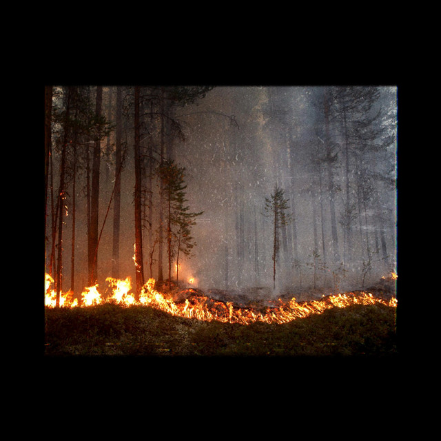 themeda (single)