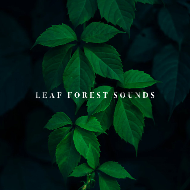 Leaf Forest Sounds cover art