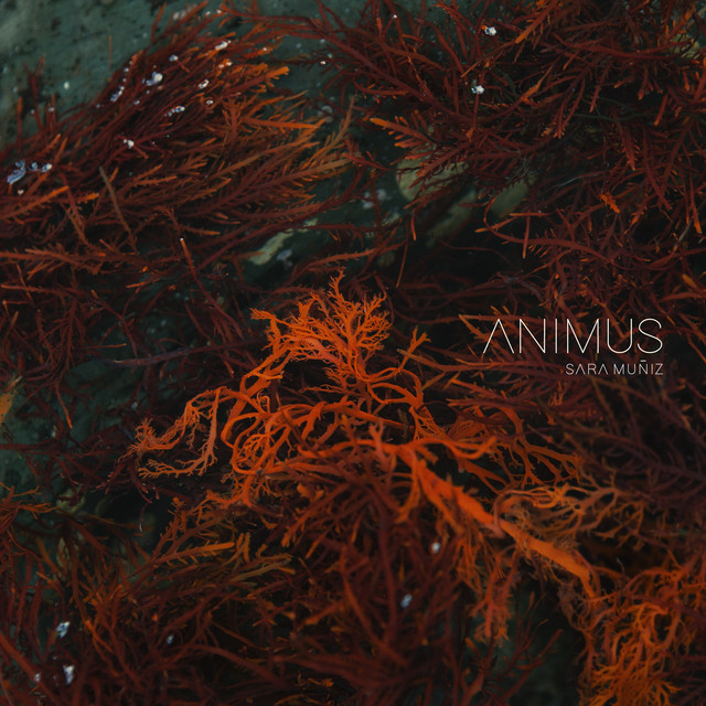 Animus cover art