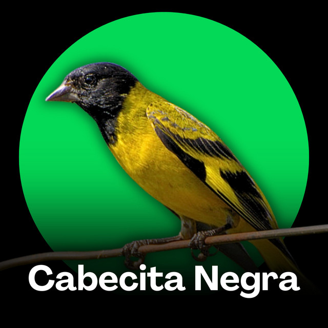 Cantos del Cabecita Negra cover art