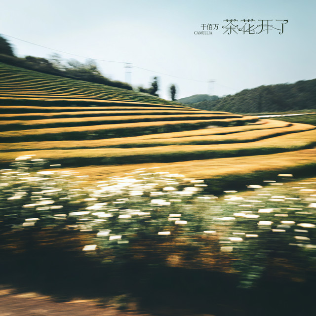 茶花开了 - 氛围版