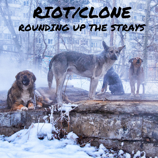 Rounding Up the Strays cover