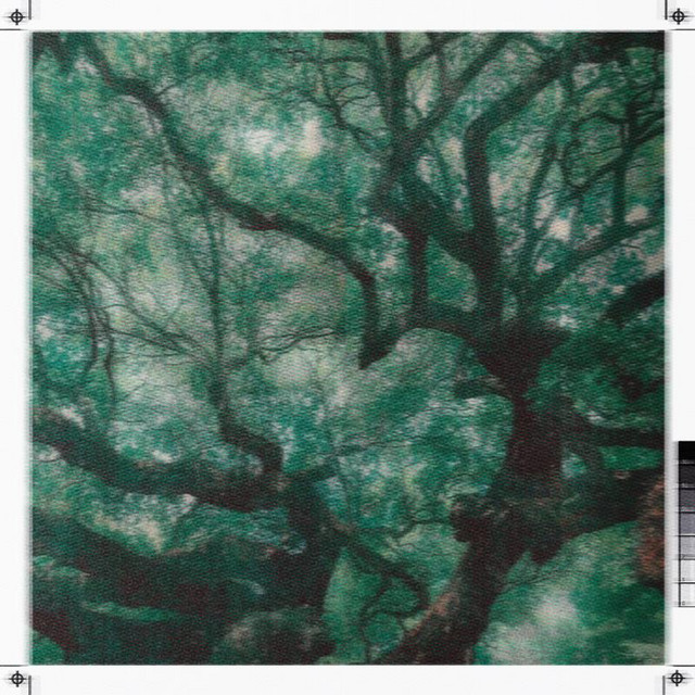 BRANCHES cover art