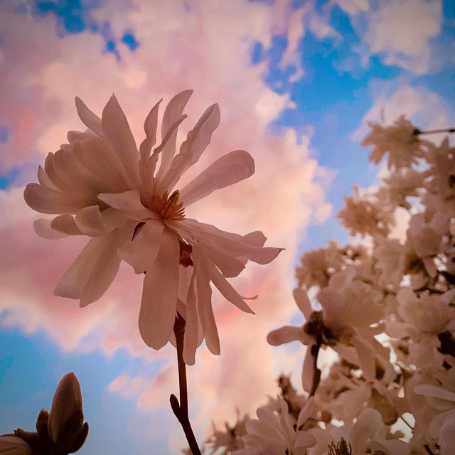 Freckles & Flowers cover art