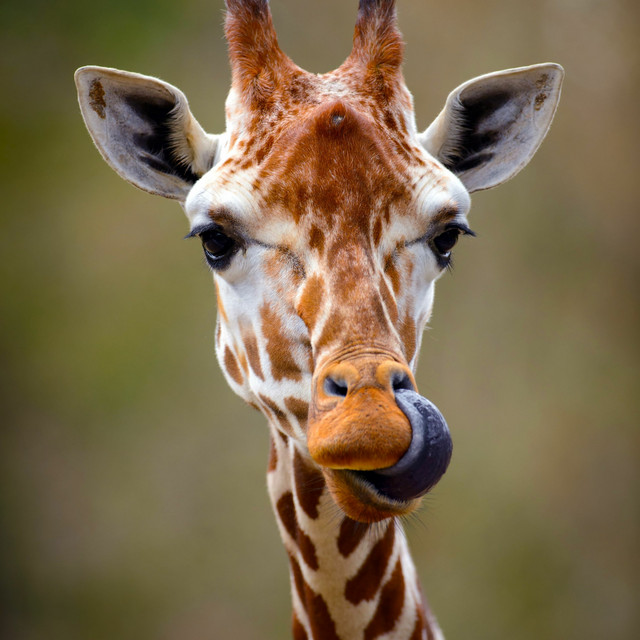 Namibian Photo