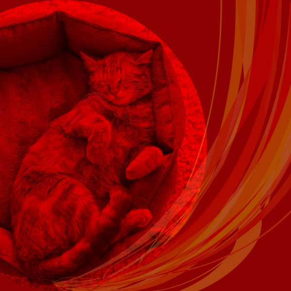 Resting Cats (Beautiful) cover art