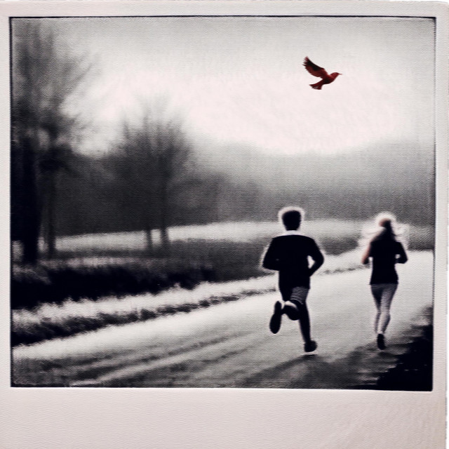 Northern Cardinal cover art