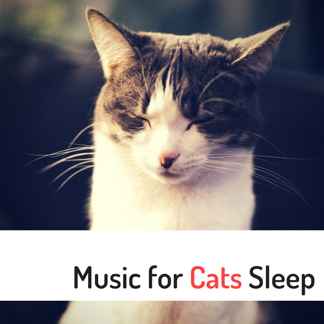 Music For Cats Sleep Anti Hyperactivity Songs To Keep Your Pet Calm Soothe Hyper Cat Album By Pet Care Relaxing Companion Spotify Extended cat music relax your cat for 15 hours.mp3. open spotify com