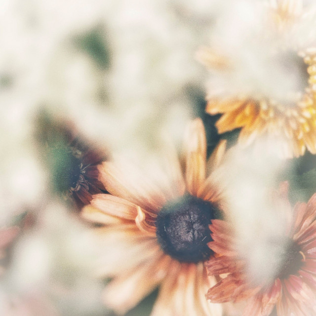 Peaceful Love album image