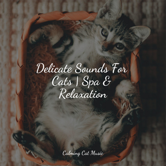 Delicate Sounds For Cats | Spa & Relaxation - Album by Music for Cats ...