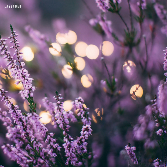 Lavender
