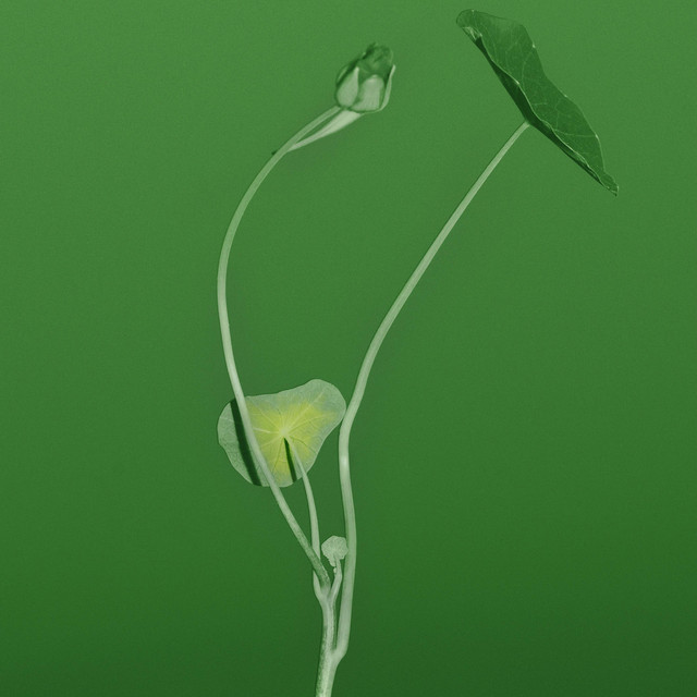 Plant Life cover art