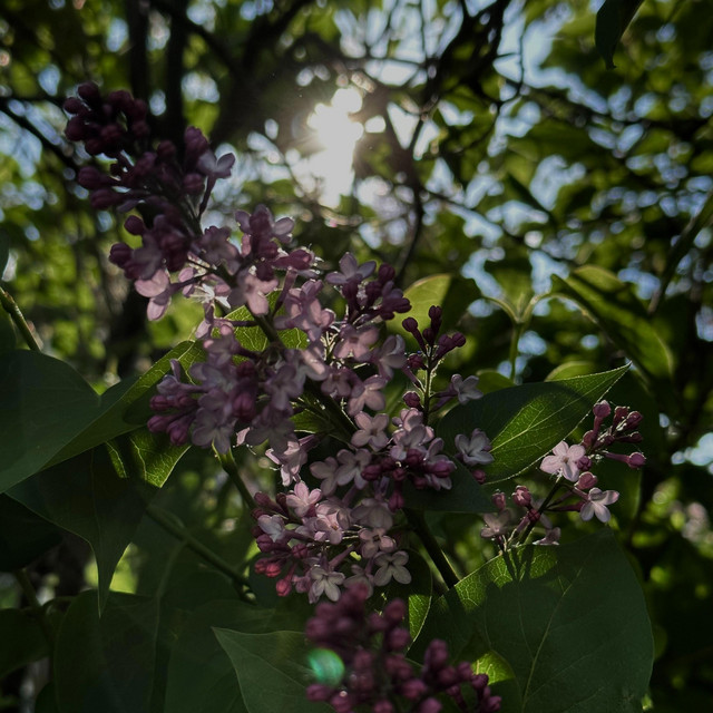 Mom's Lilacs - Wendy's song
