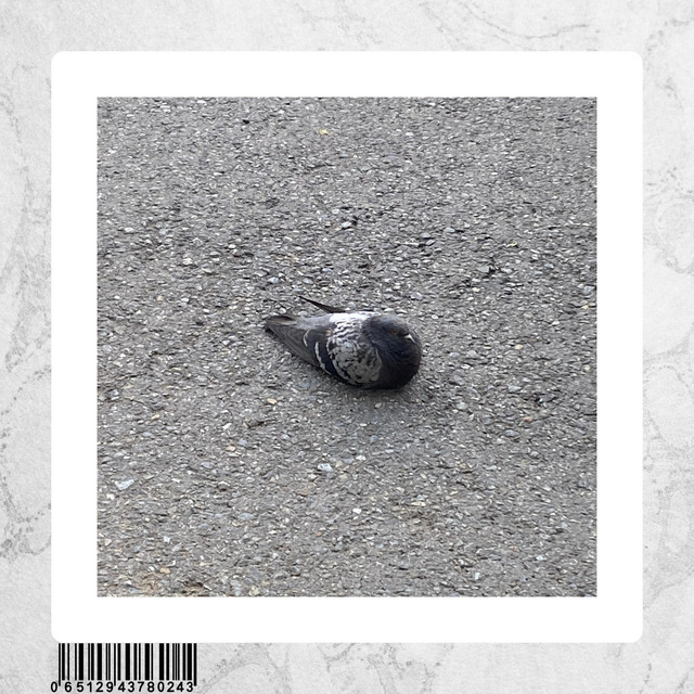 Pigeon Tale cover art