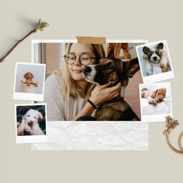 Cozy Dogs - Music cover art