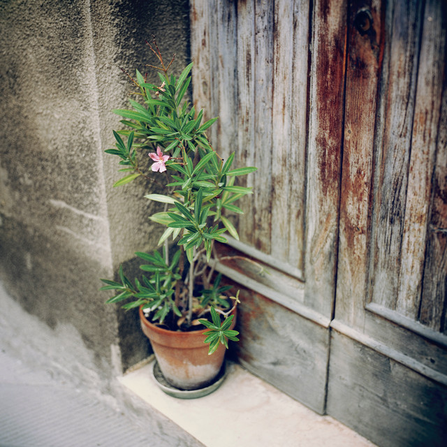 Harmonize the Energies | Nature's Blessing, Tranquil New Age Music, Positive Impressions cover art