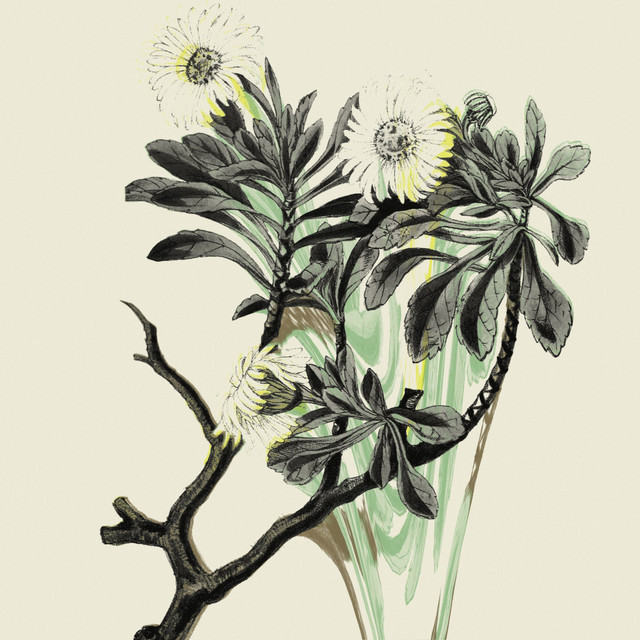 grasslands cover
