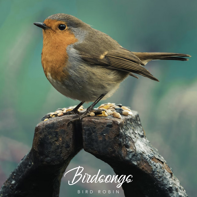 Birdsongs cover art