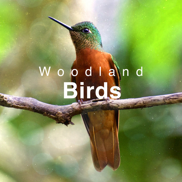 ! ! ! ! Woodland Birds ! ! ! ! cover art