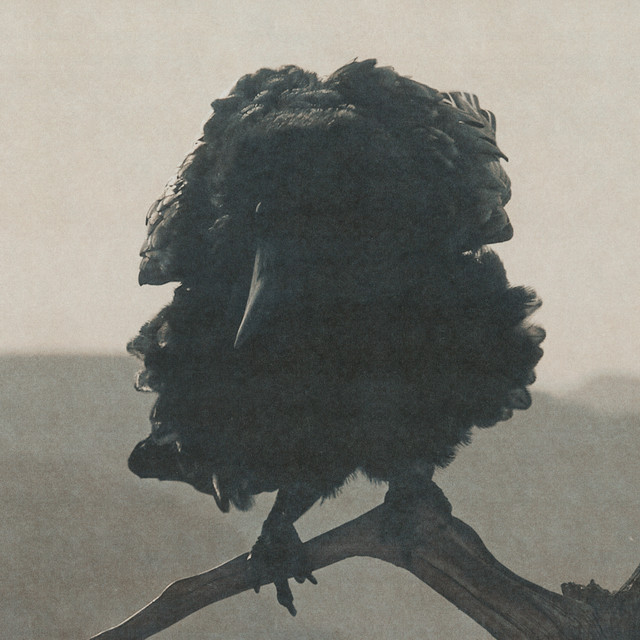 Corvo Cego album image