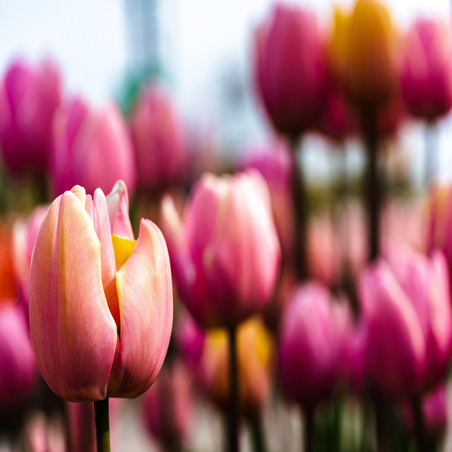Subkha Photo