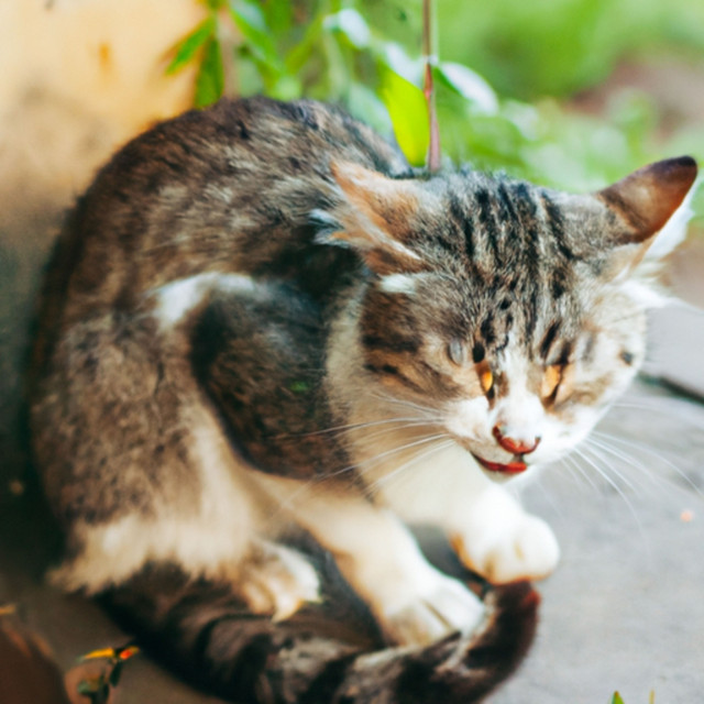 miaw miaw miaw miaw sad