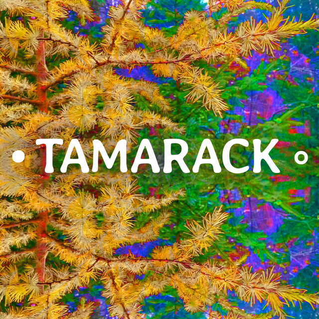 Tamarack cover art