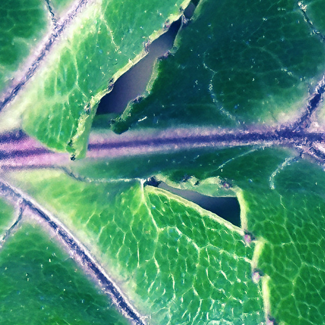 Leaf, Leaf, Leaf… cover art