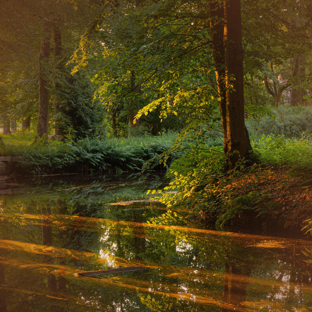 Forest Pond Sounds with for Instant Stress Relief album image