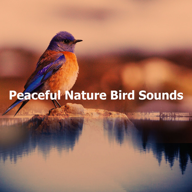 Peaceful Nature Bird Sounds - Album by Calm Bird Sounds | Spotify