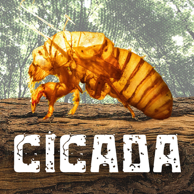 Cicada album image