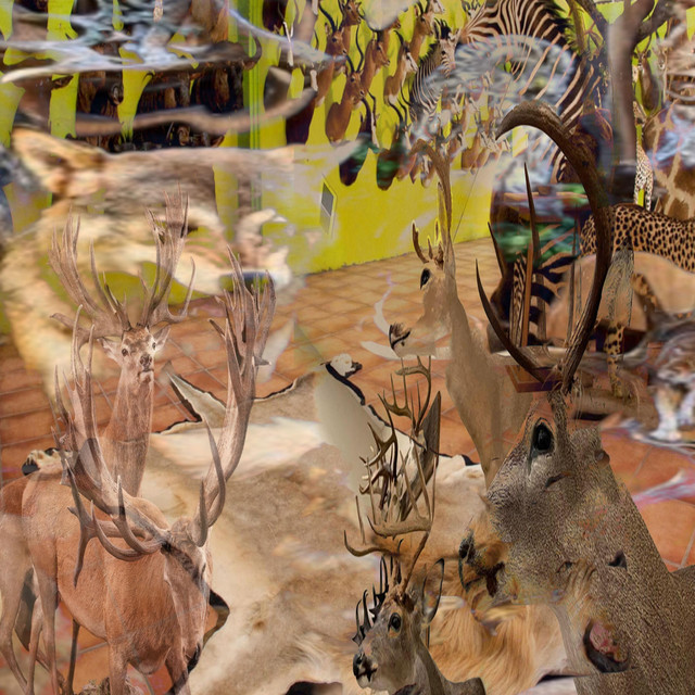 Taxidermy cover art